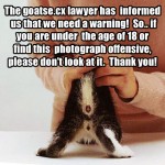 goatse lolcat