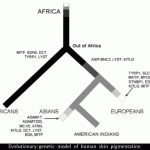 Human skin color evolution chart